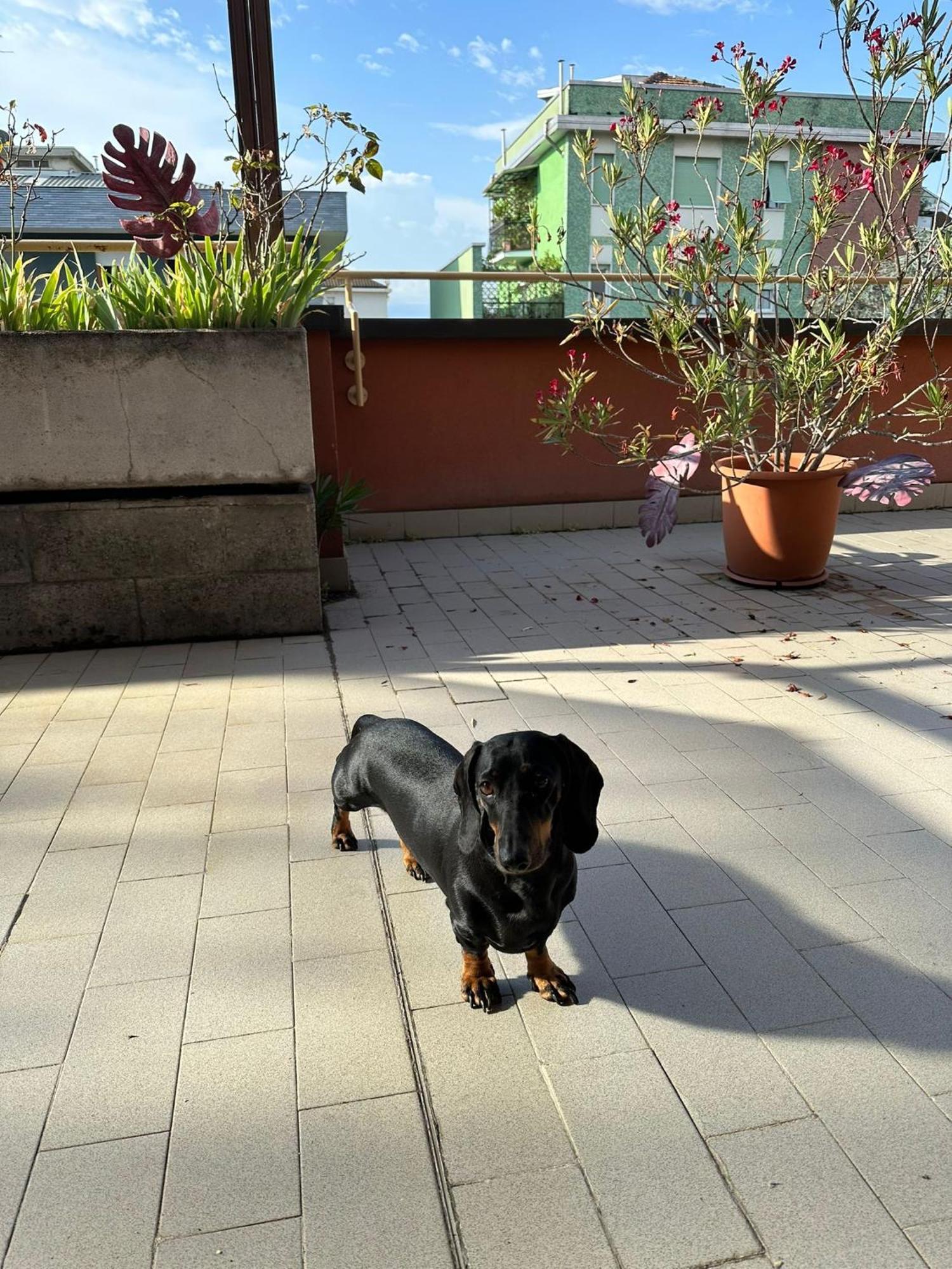Meraviglioso Super Attico Con Terrazza ミラノ エクステリア 写真